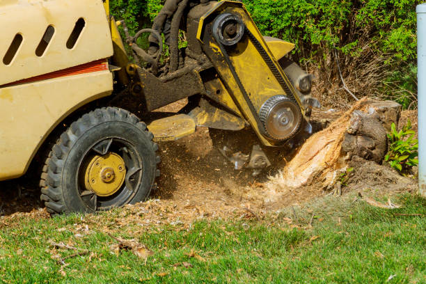 Best Tree Clearing Services  in Santo Domingo Pueblo, NM